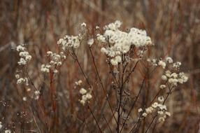 dry plant with fluffy seed heads