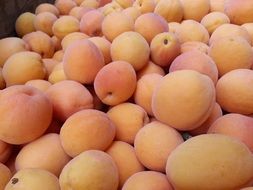 Fresh organic apricots