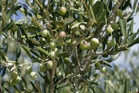 Green olives are growing on the olive tree