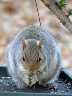 Gray squirrel is eating small seeds