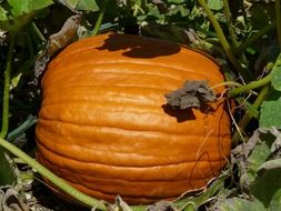 orange Cucurbita