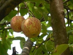 Close-up of the two spotted apples on a tree