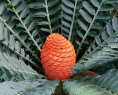 exotic palm tree fruit