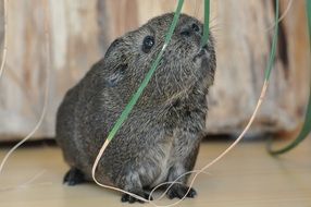 gray guinea pig is eating grass