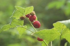 Red raspberry green bush