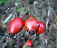 a rosehip berries closeup