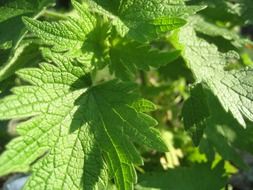 greeb motherwort herbs