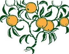 Oranges on the tree clipart