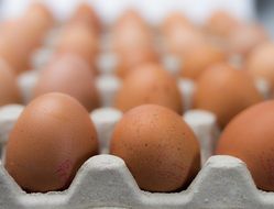 eggs in a carton package