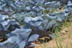 purple growing cabbage in the beds on a sunny day