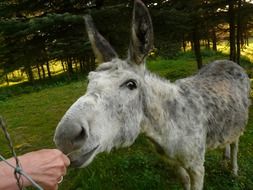 donkey taking food from hands