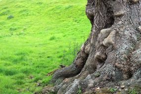 the trunk of the tree and lawn