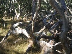 Twisted trees in a forest among the grass