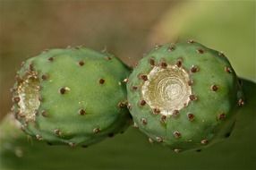 green prickly pear cactus nature