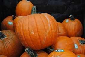 heap of pumpkins on a black background