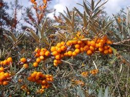 beautiful wild fruits