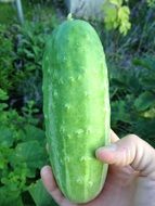 big green cucumber in hand