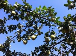 rich harvest of pears on a tree