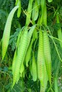 fresh green acacia flora closeup