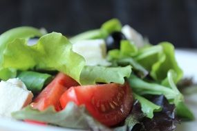 frisch tomatoes and cheese in salad