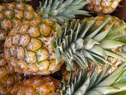 tropical pineapple crop