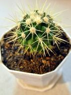 small cactus in a pot on the windowsill