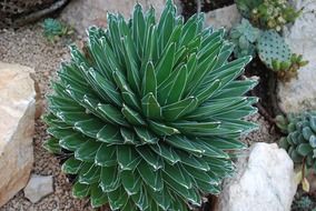 green cactus with pointed leaves