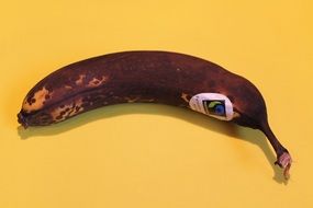 photo of the old banana