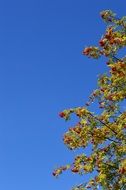 Tree of mountain ash against the sky