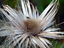 ripe thistle fruit