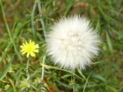 Small dandelion flowers in nature