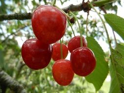 sweet cherry grows in nature