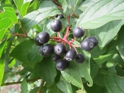 Dark fruits of dogwood on woody plant with green leaves