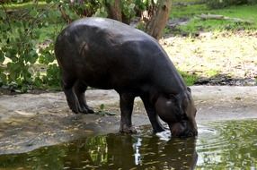 hippopotamus drinks