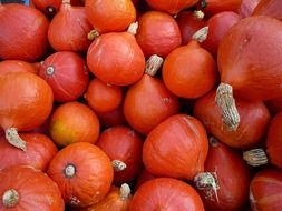 fresh and beautiful pumpkins close-up