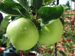 two green apples on a branch in the garden on a sunny day