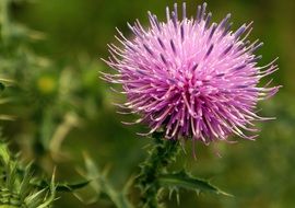 cirsium lanceolatum