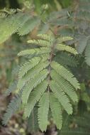 green fern branch in the forest