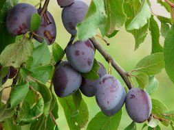 ripe plums on a branch close up