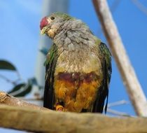 colorful bird in wildlife