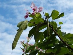 tropical plant with green pods