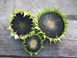 black seeds in sunflowers