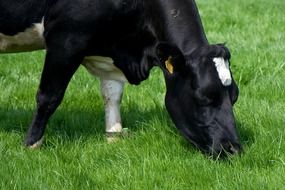 domestic cow animal on a meadow