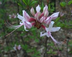 filigreed wildflower