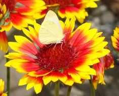 bright butterfly among colorful flowers close-up