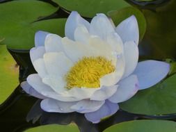 white water lily close-up