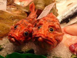 weird fishes in a market