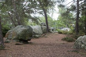 A wide path among the green forest