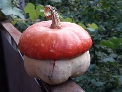 ornamental pumpkin on fence in garden close-up