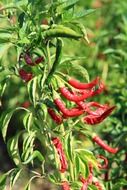 colorful chili peppers on a bush close-up on a blurred background